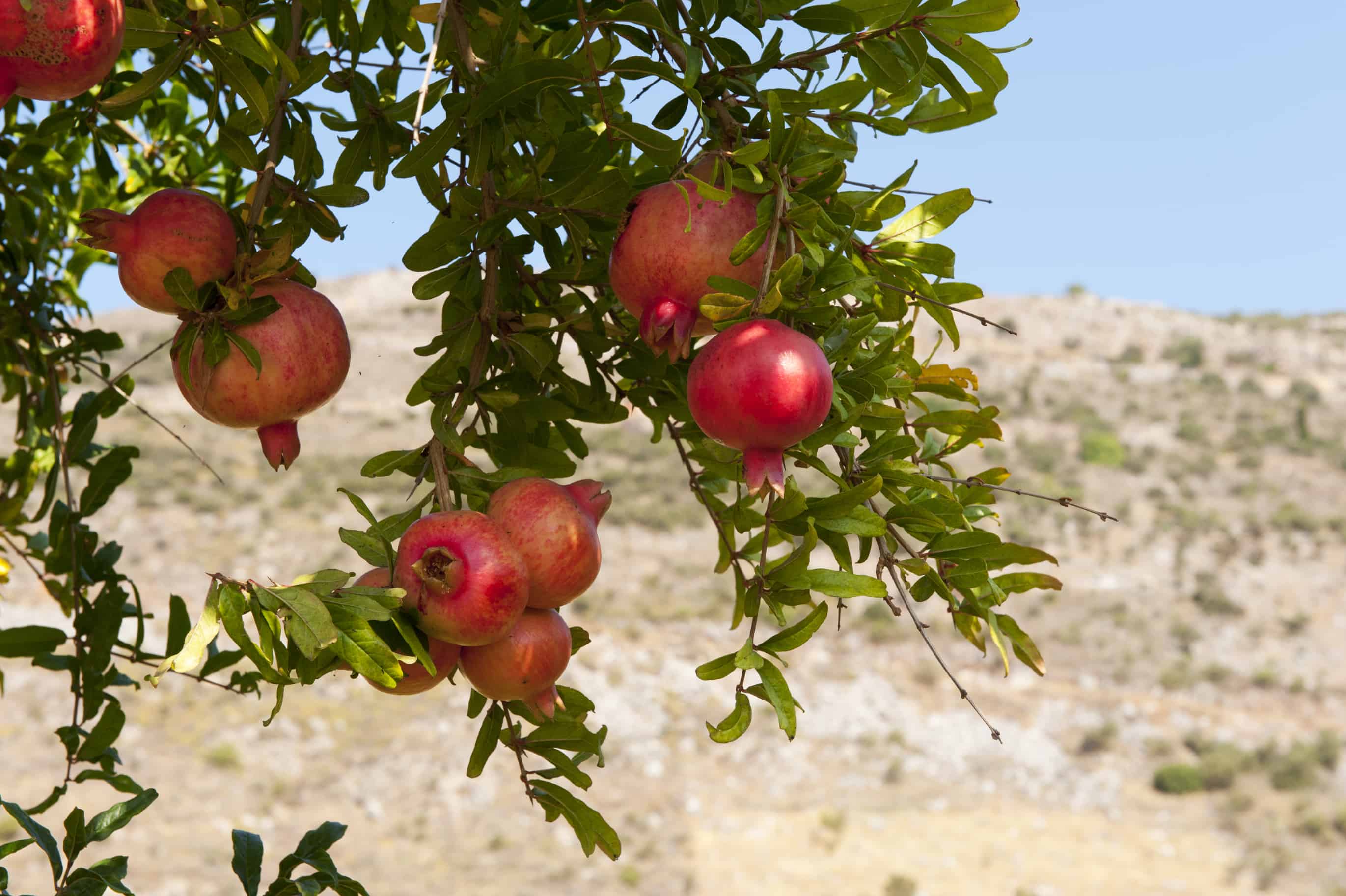Pomegranate Pomegranate