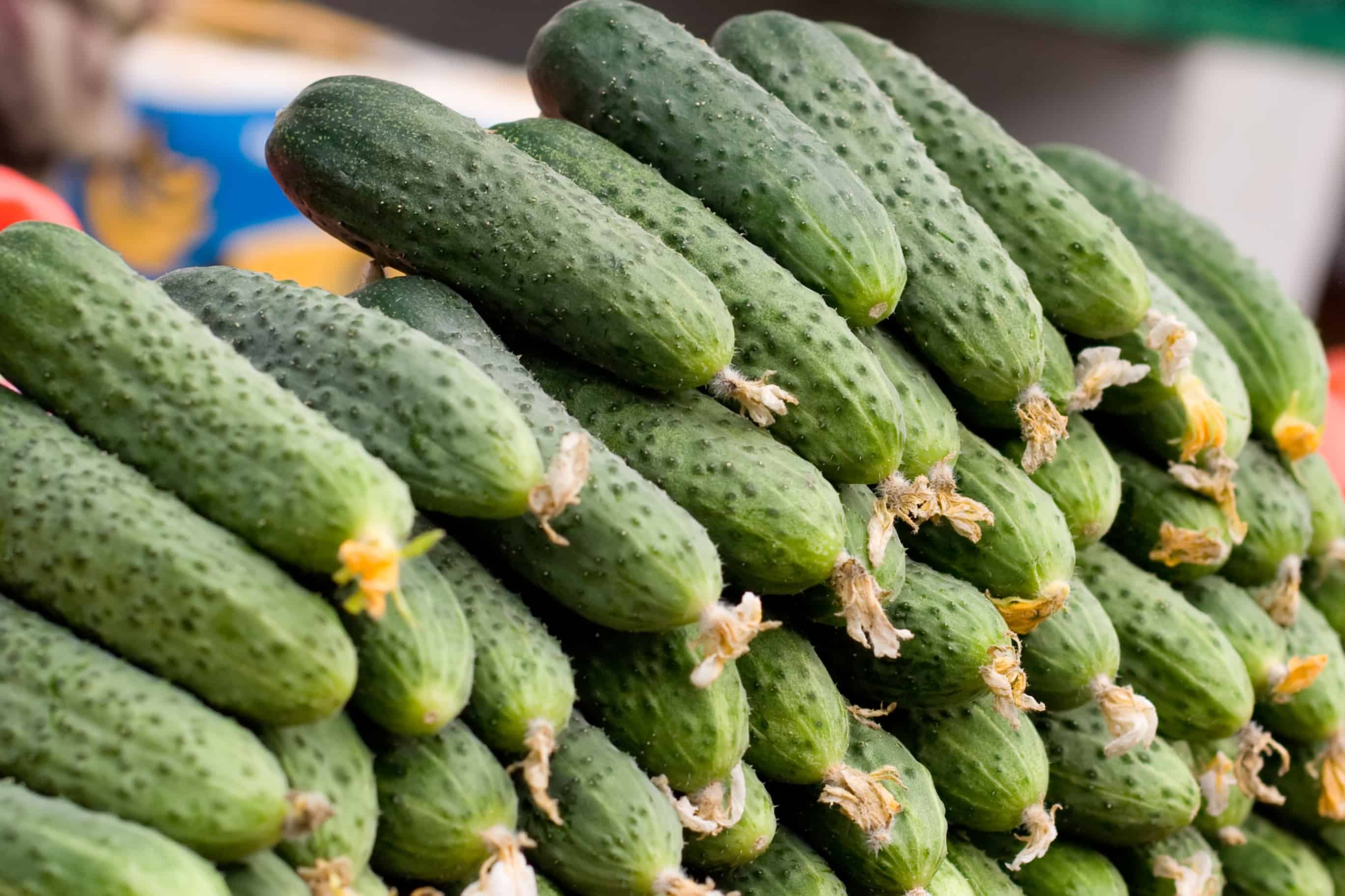 Cucumber Cucumber