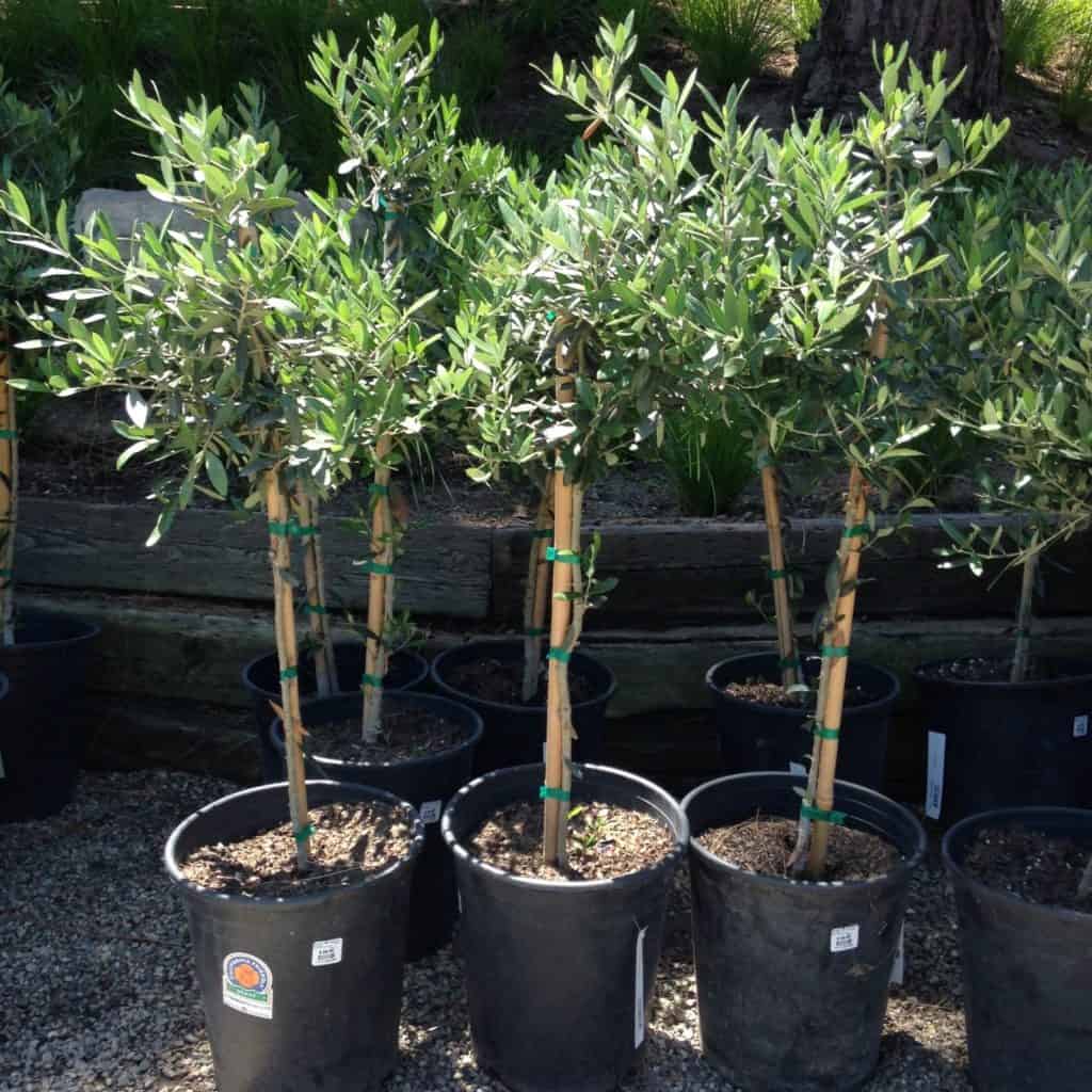 olive trees topiaries for sale for the home gardener