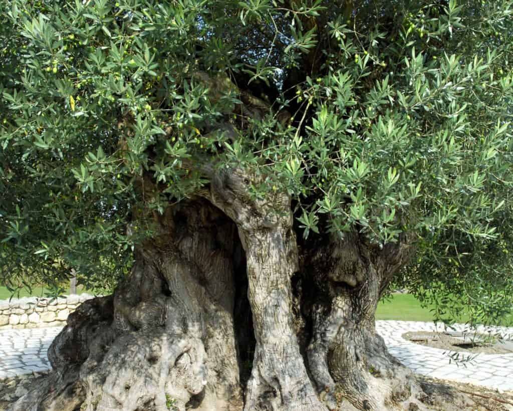 massive trunk of olive tree