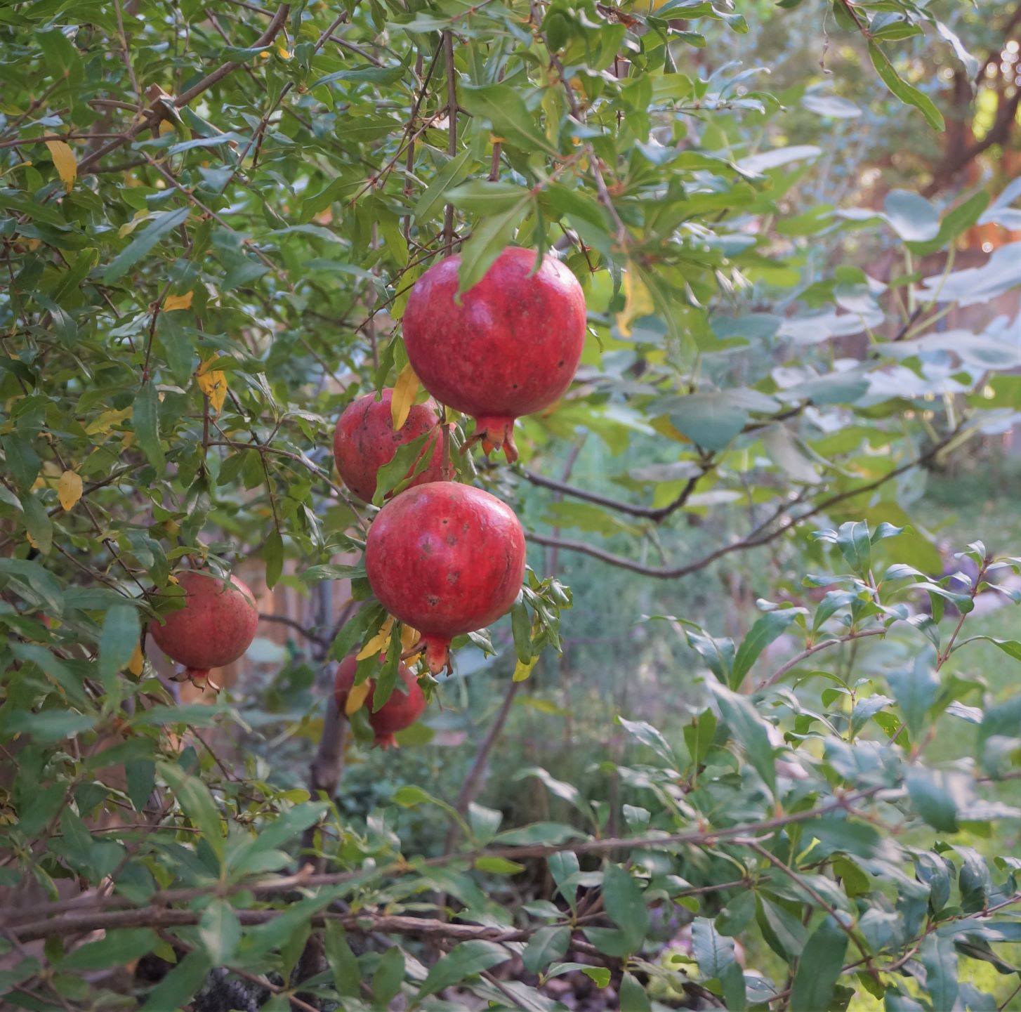 ©2020 Shelley S. Cramm pomegranates on a backyard tree