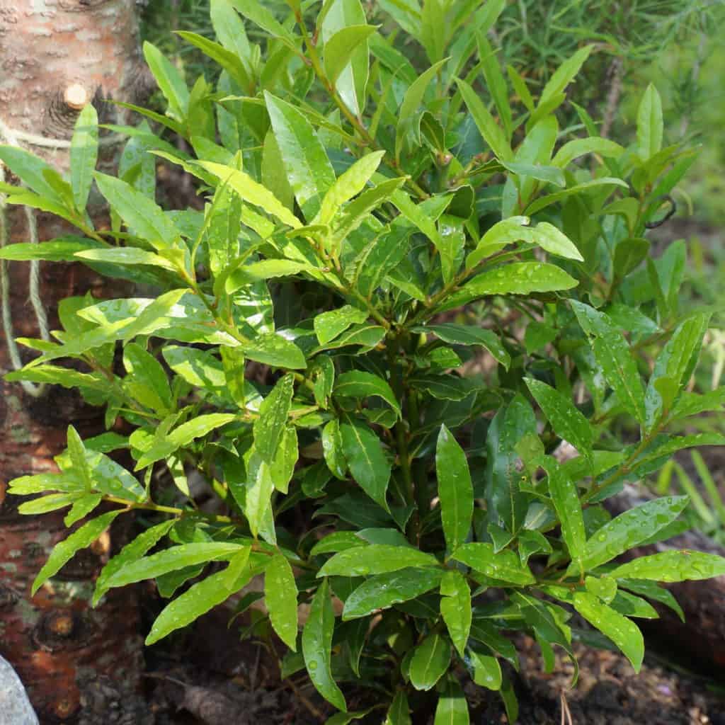Bay Laurel Laurus noblis it true to its luxuriant name in the NIV Bible