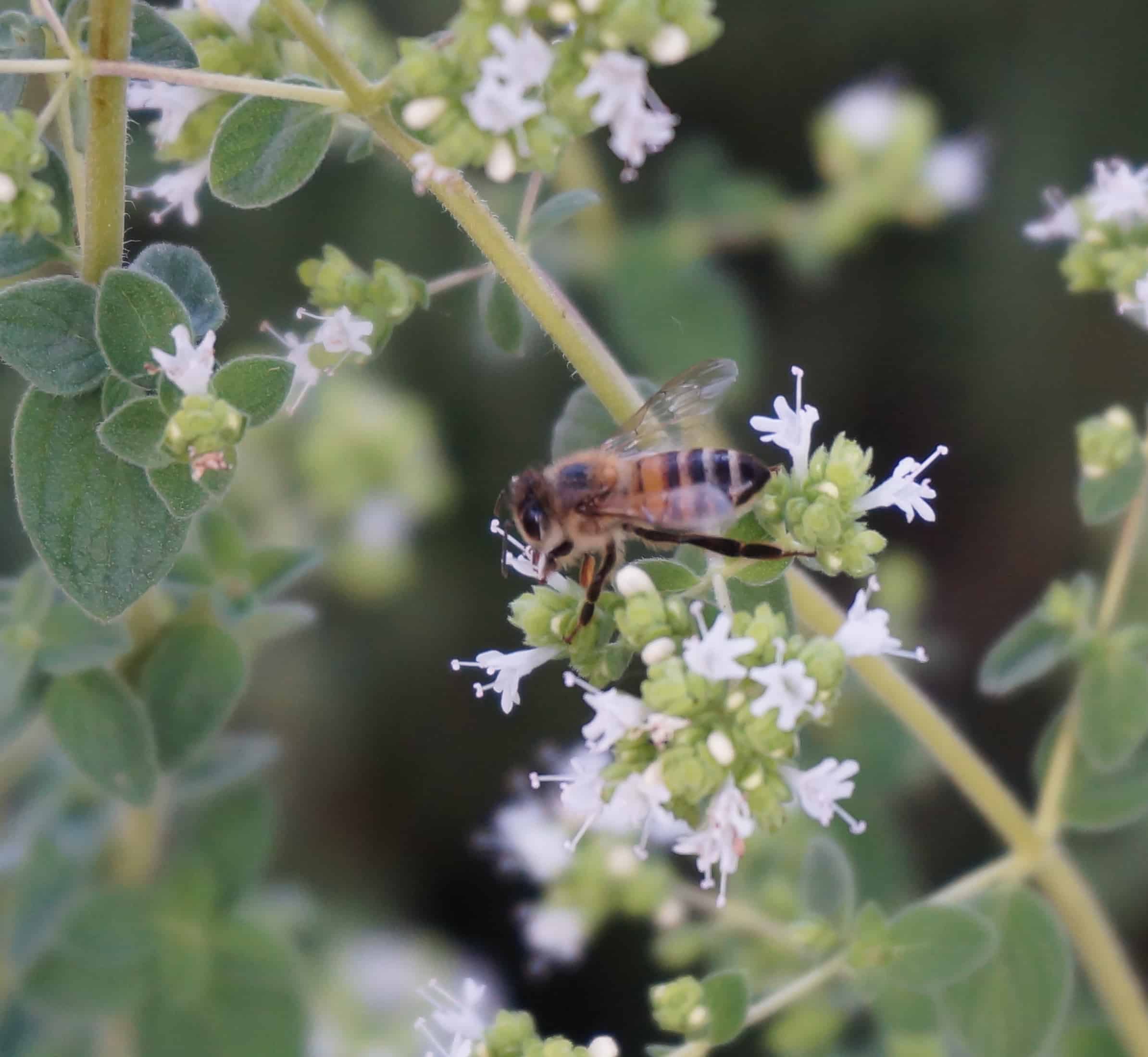 Hyssop Hyssop