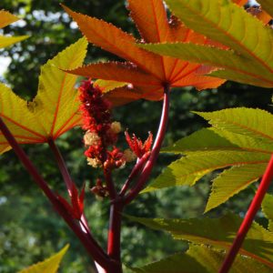 Castor bean at Rodef Shalom Biblical Botanical Garden