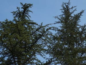 Cedar of Lebanon at Rodef Shalom