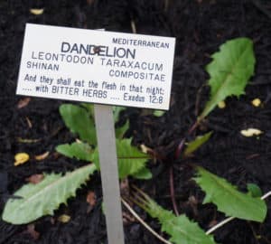 Dandelions are a Bible Plant