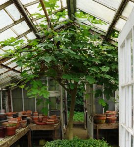 Fig Tree in Newington Gardens greenhouse