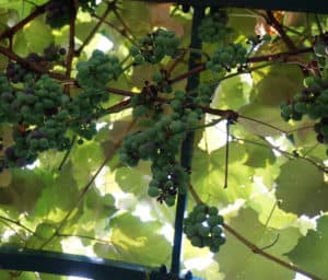 grapes and grapevines catch the light