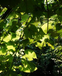 Grapevine leaves catching the light