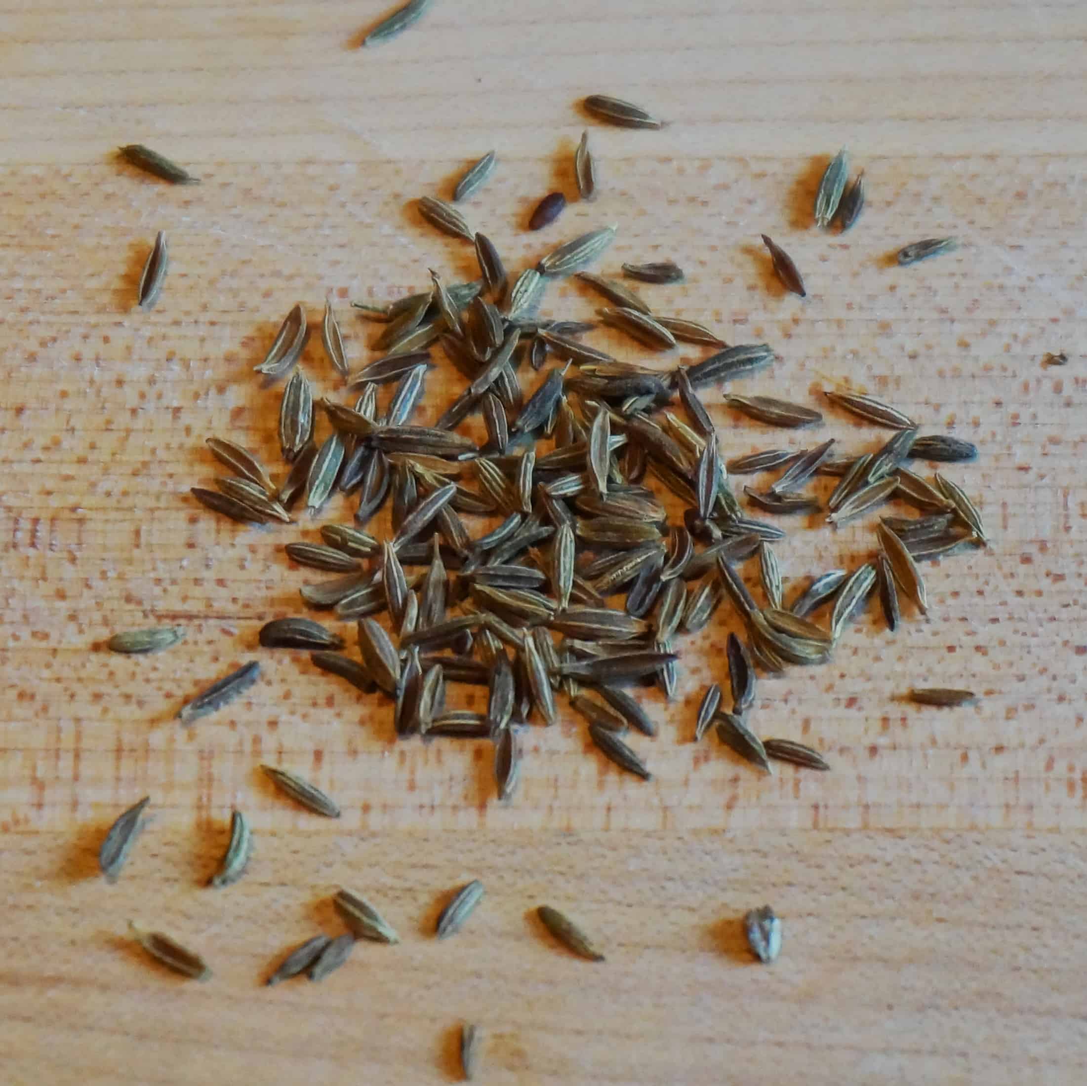 Cumin Mass cumin flowers in the garden
