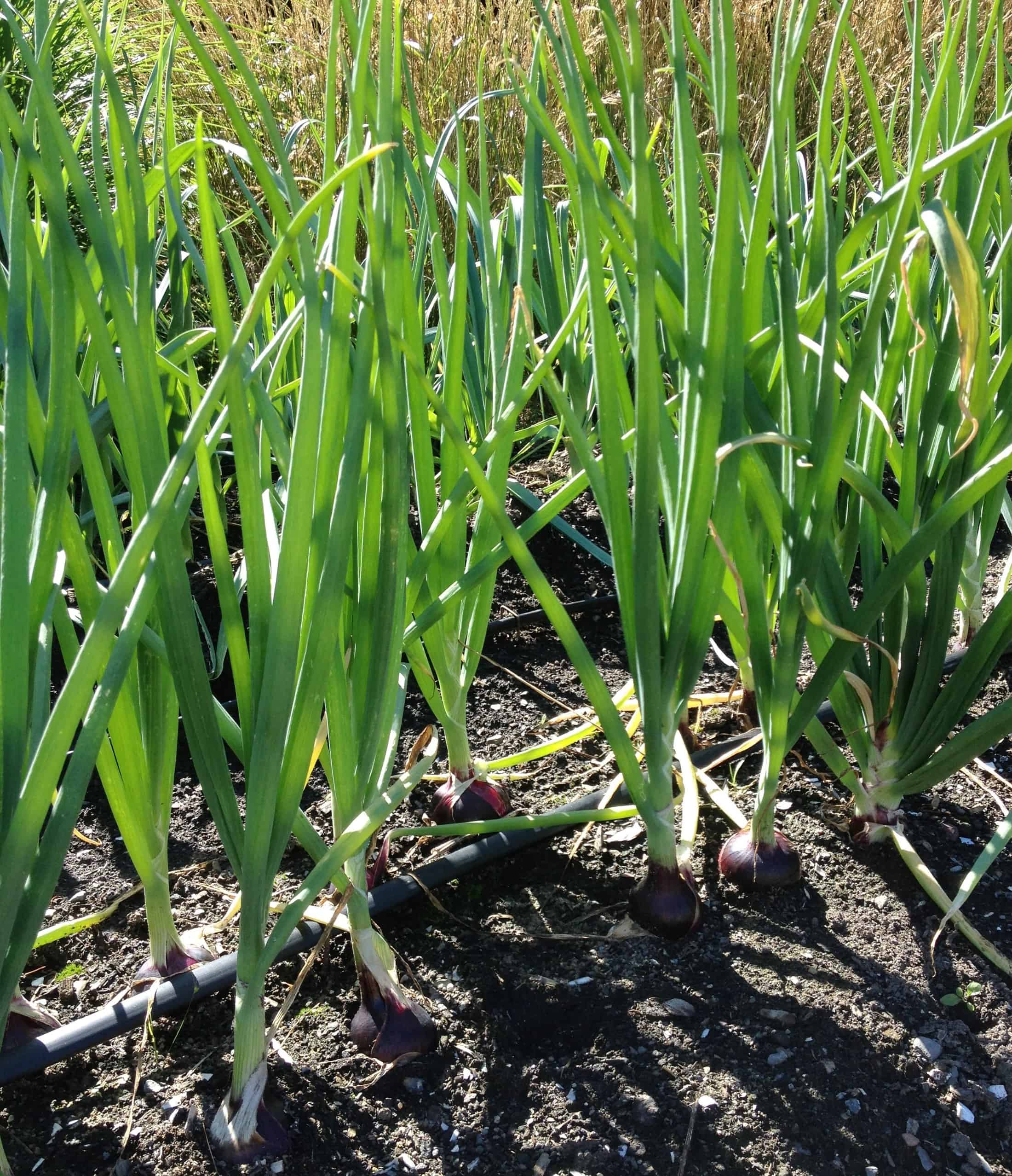 Onions grow your own onions