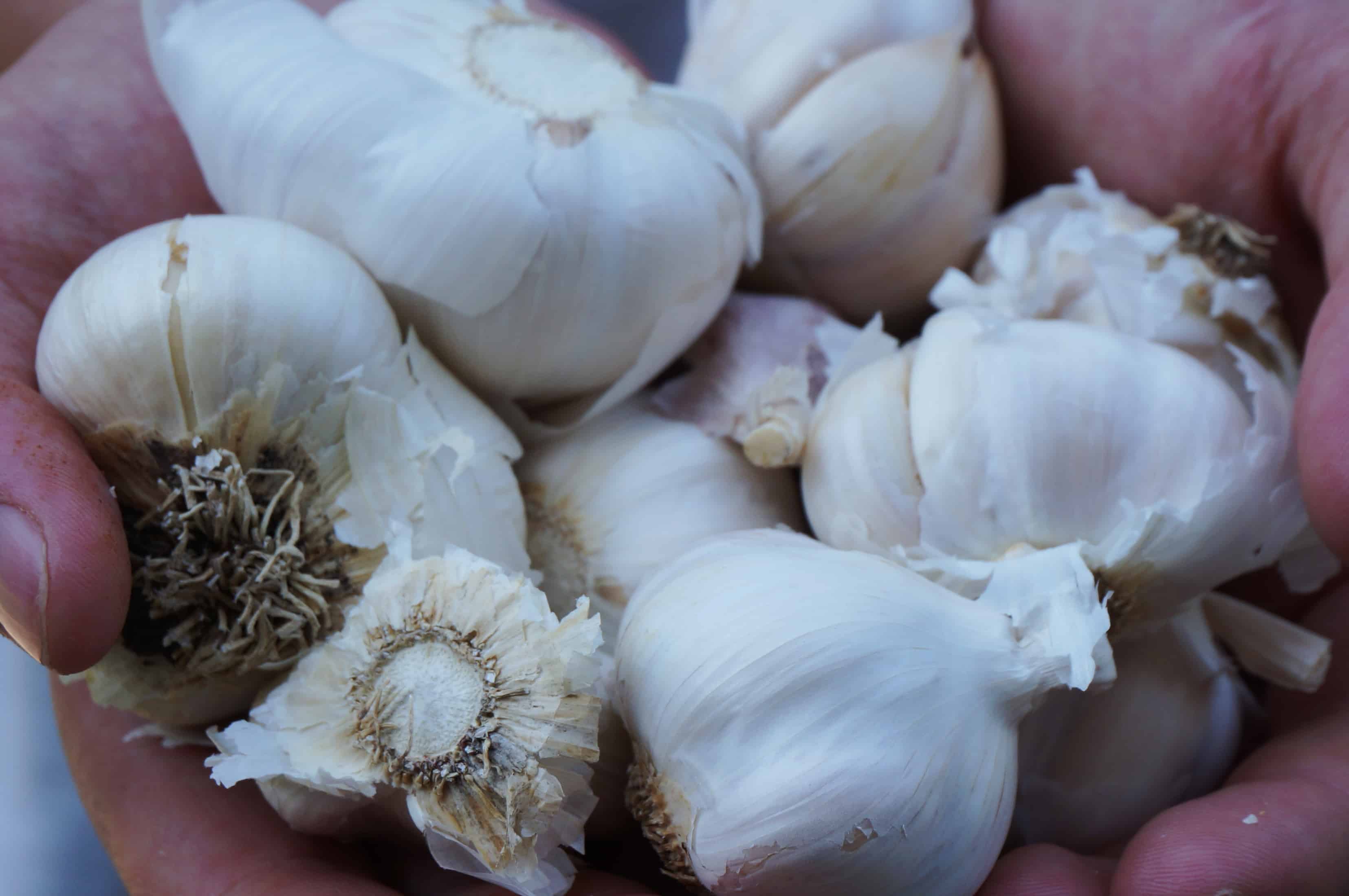 Garlic Garlic