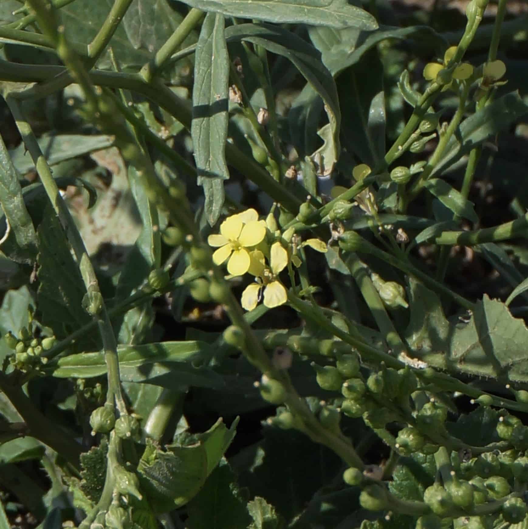 A TreefromaMustard Seed Garden Story Garden In Delight