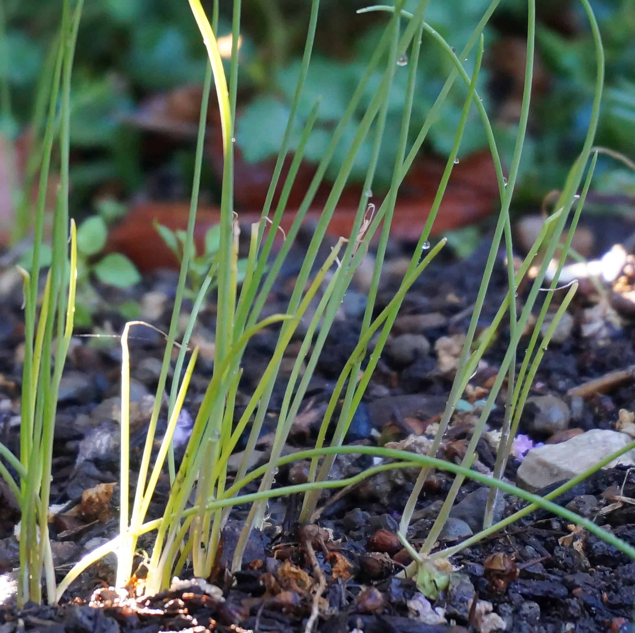 Onions grow your own onions