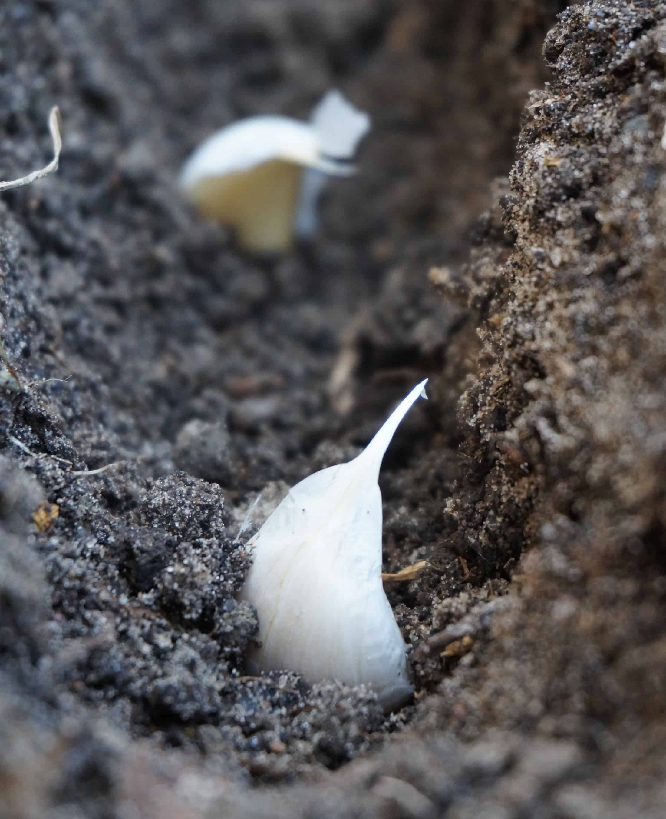 Garlic Garlic