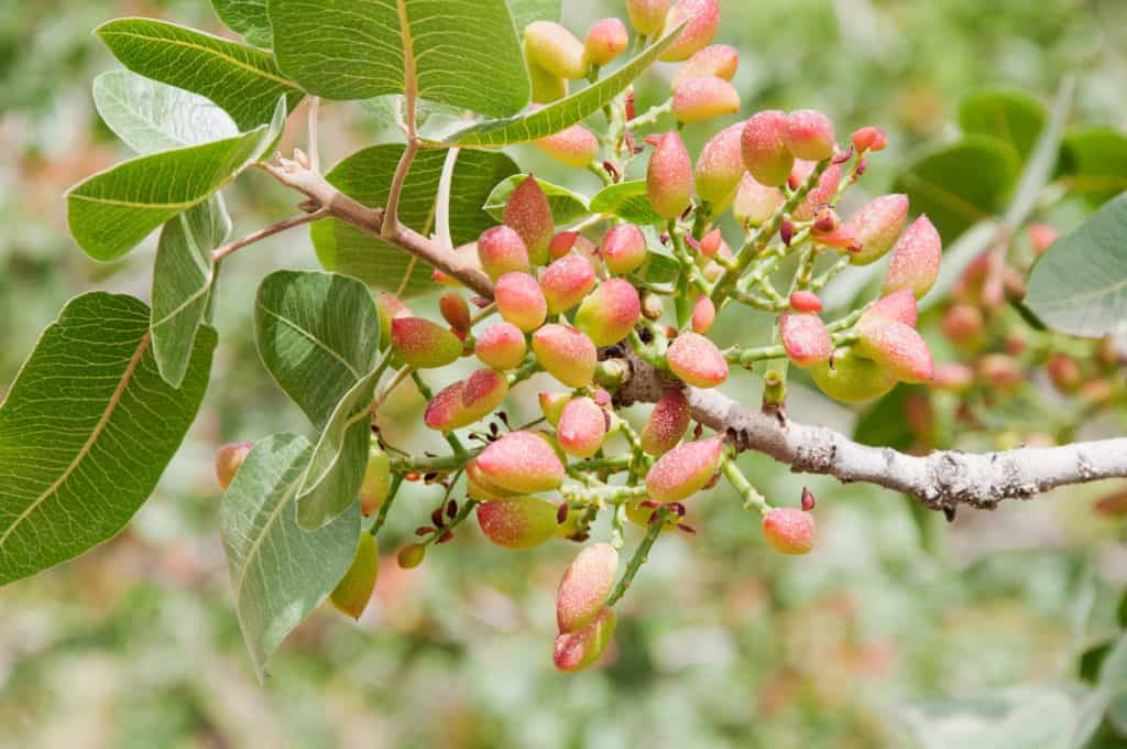 pistachio nuts forming on the tree