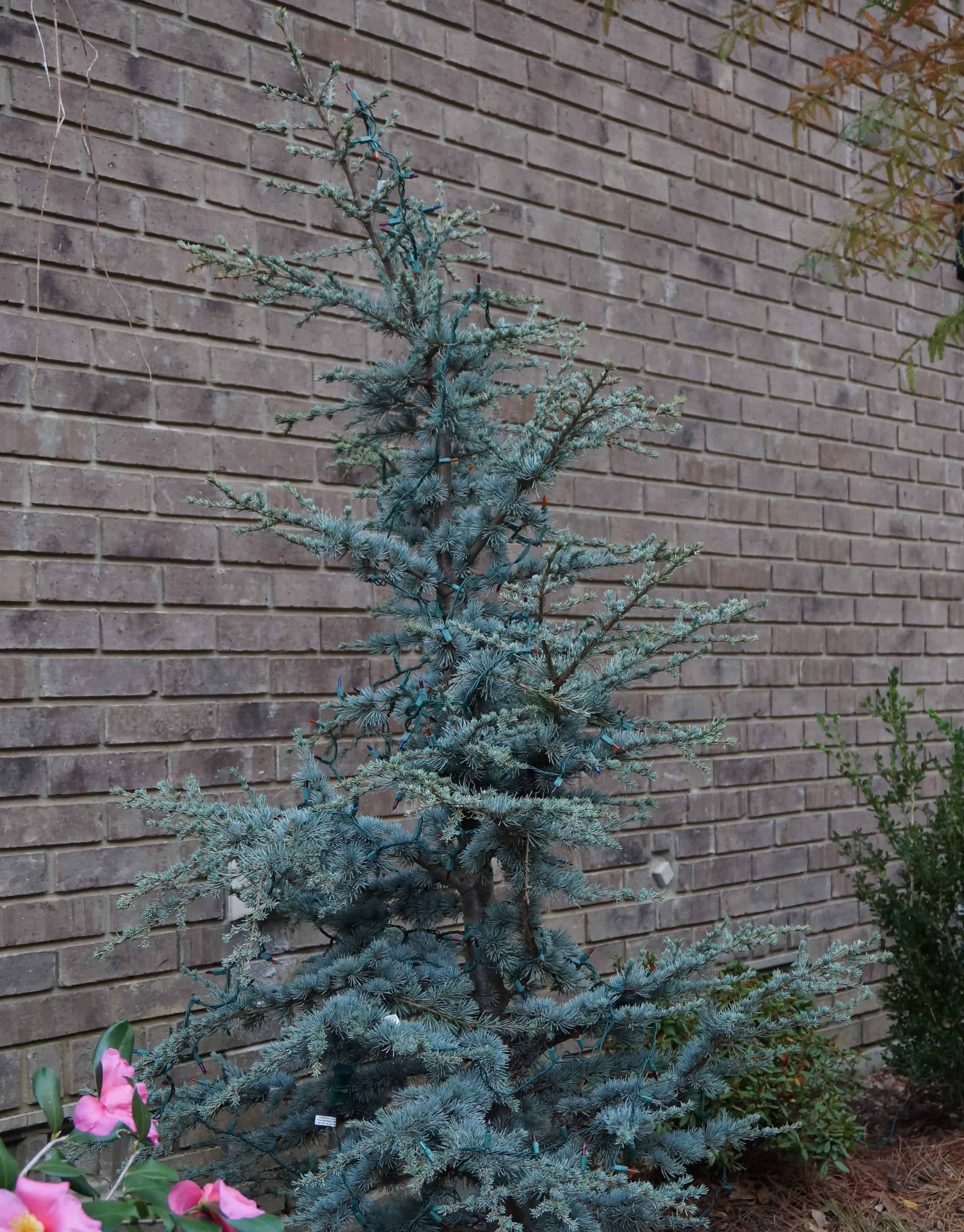 a glory of lebanon garden garden in delight land of nod christmas