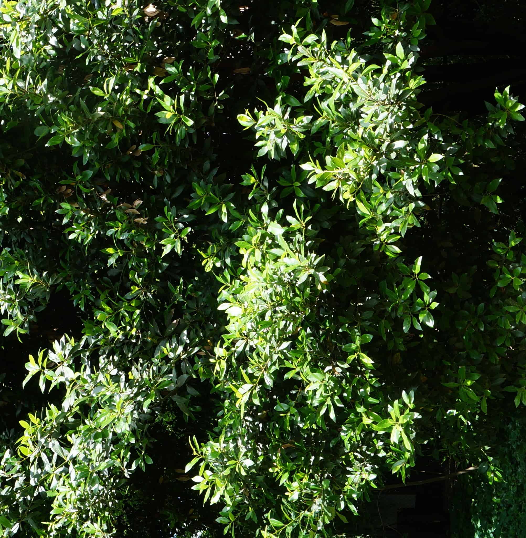 Howard Garrett's Bay Laurel Tree  Garden In Delight