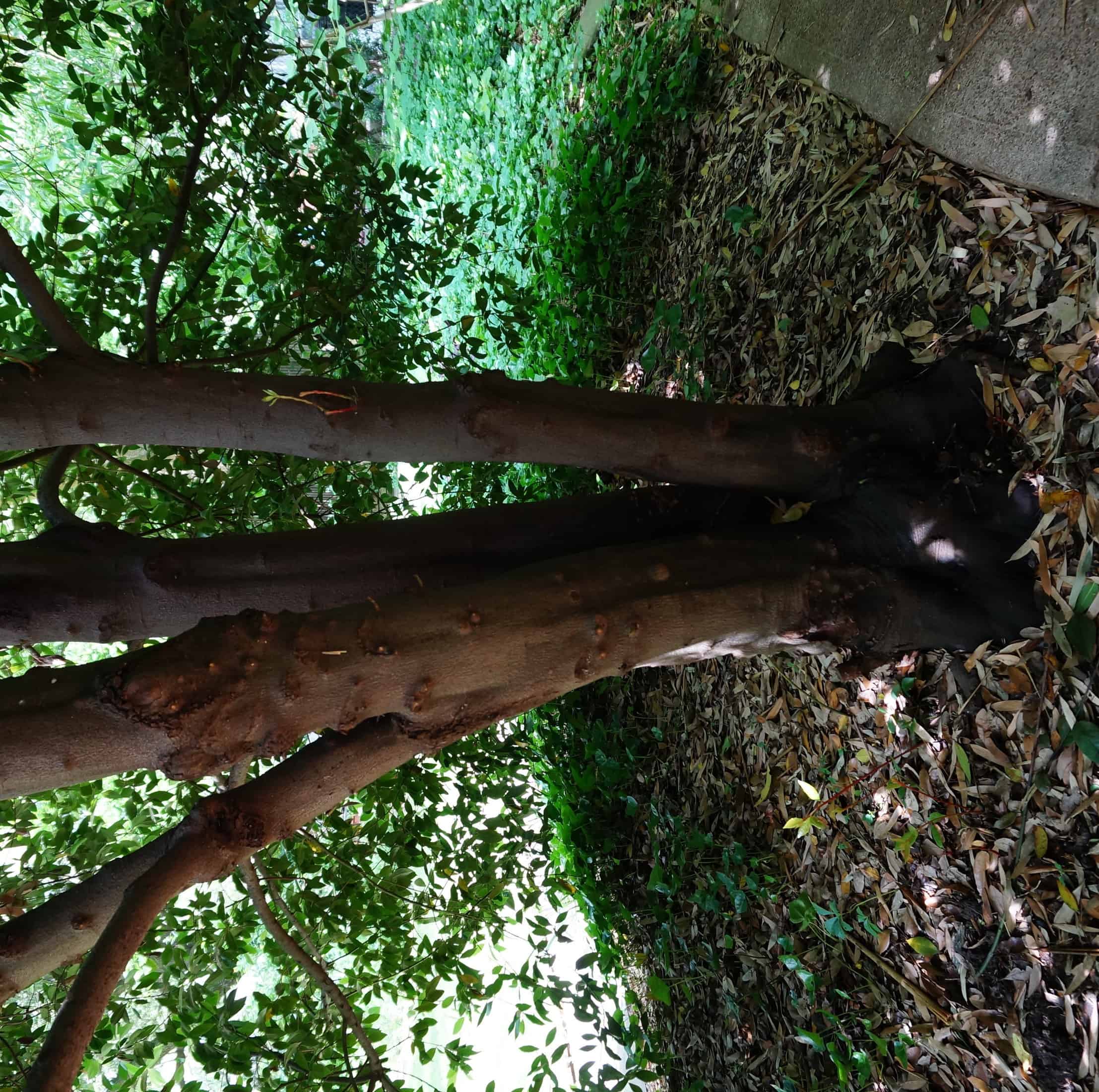 Howard Garrett's Bay Laurel Tree Garden In Delight