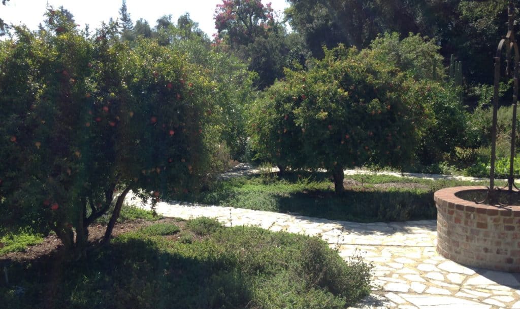 pomegranate quad at the LA Arboretum