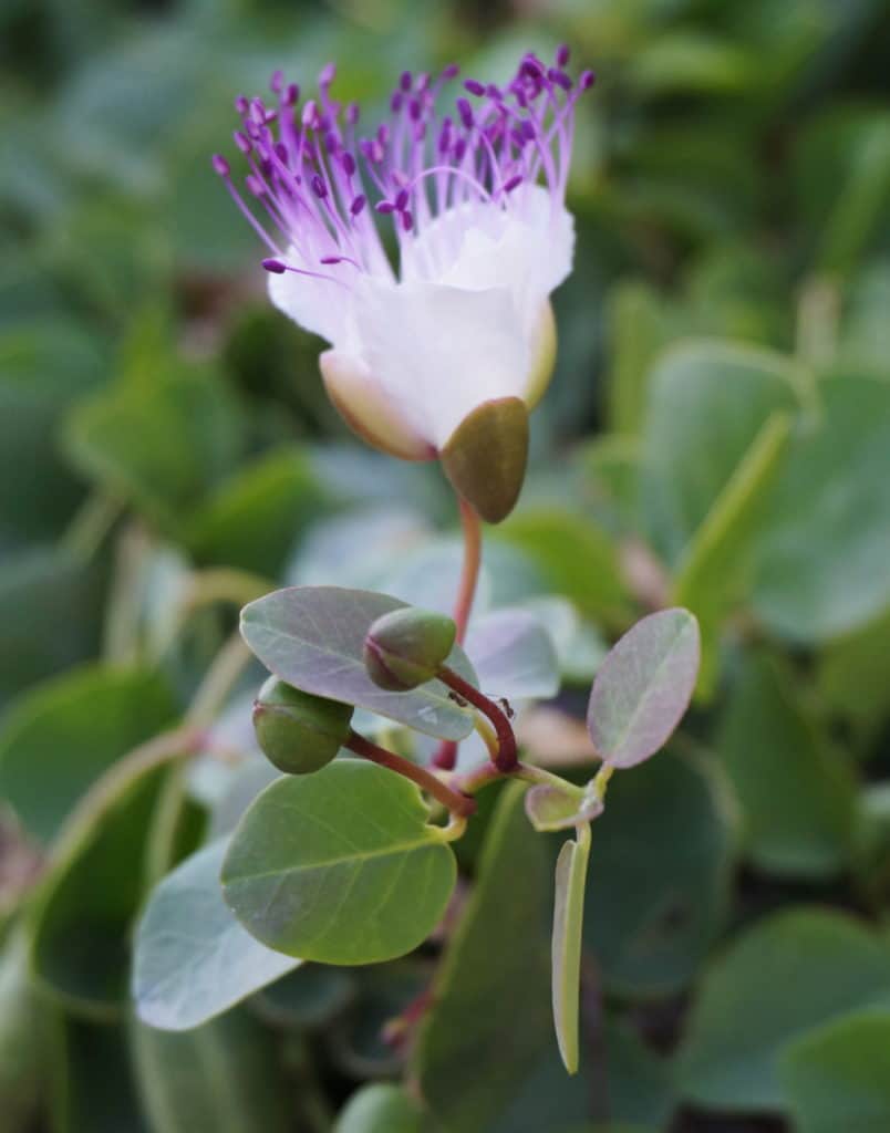 caper flower and buds detail