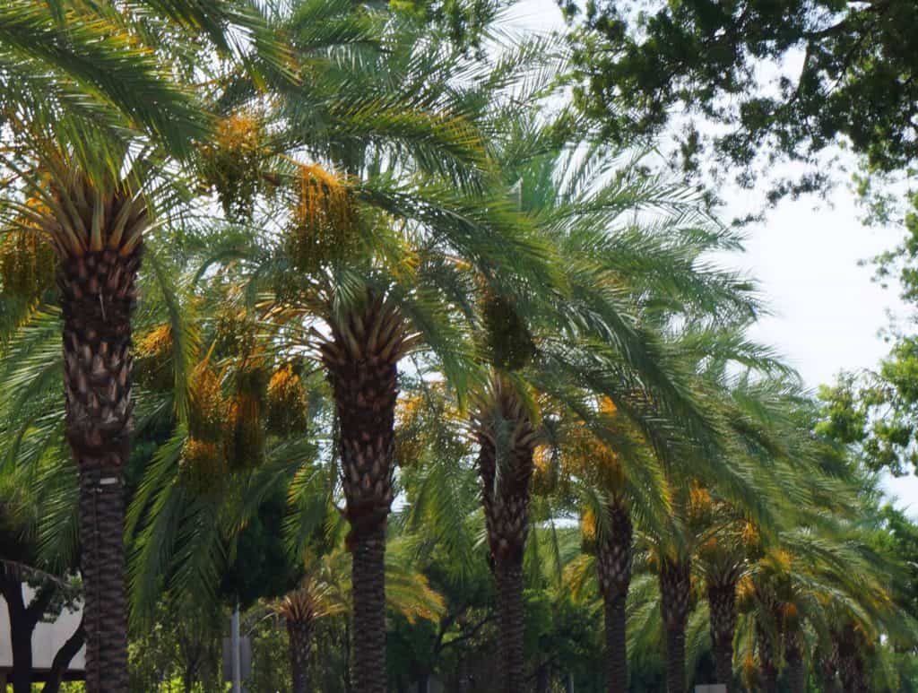 date palm procession on Arroyo Parkway Pasadena