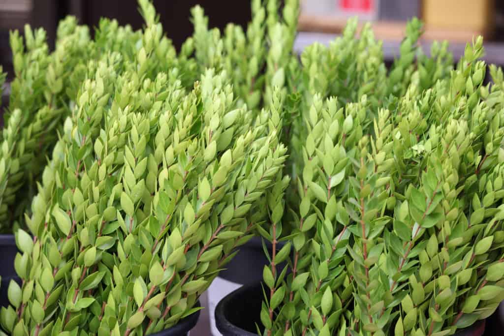 myrtle branches sold to celebrate the Feast of Tabernacles