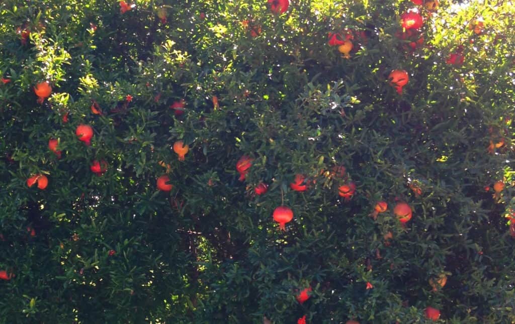 plentiful pomegranates LA Arboretum