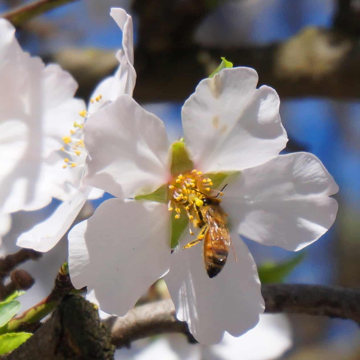 Almond's First Watch Garden In Delight