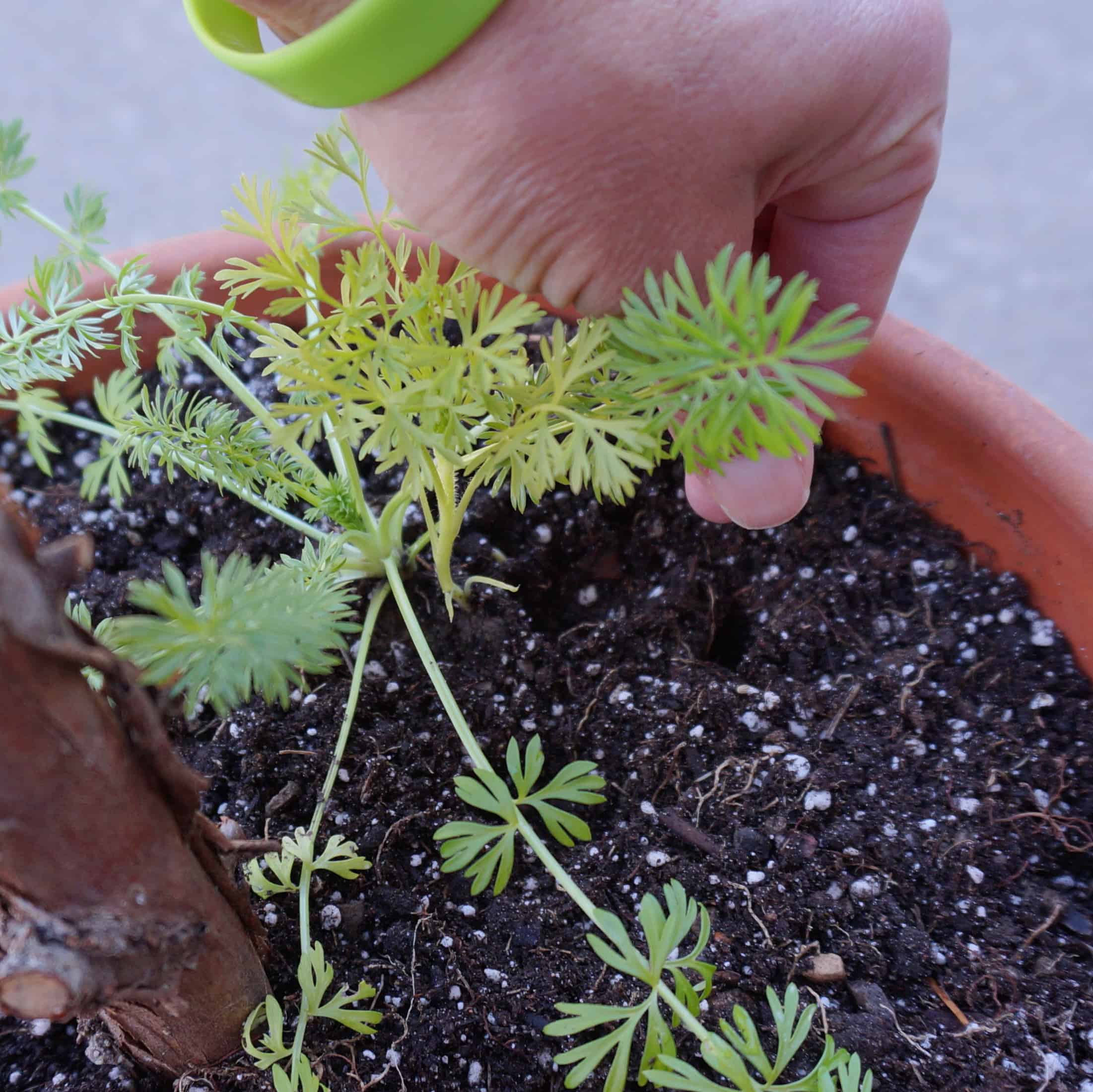 The Lord Knows Planting Nigella & Cumin Garden In Delight