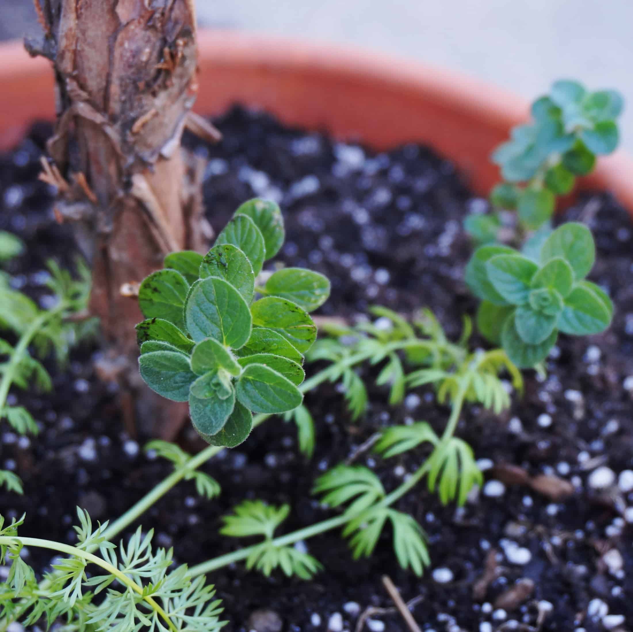The Lord Forgives: Planting Hyssop | Garden In Delight