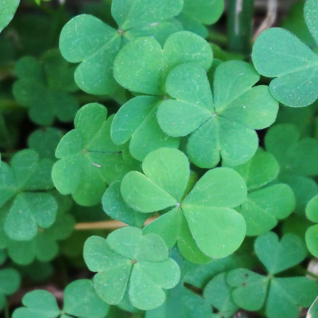 garden shamrocks for St Pattys Day (1)