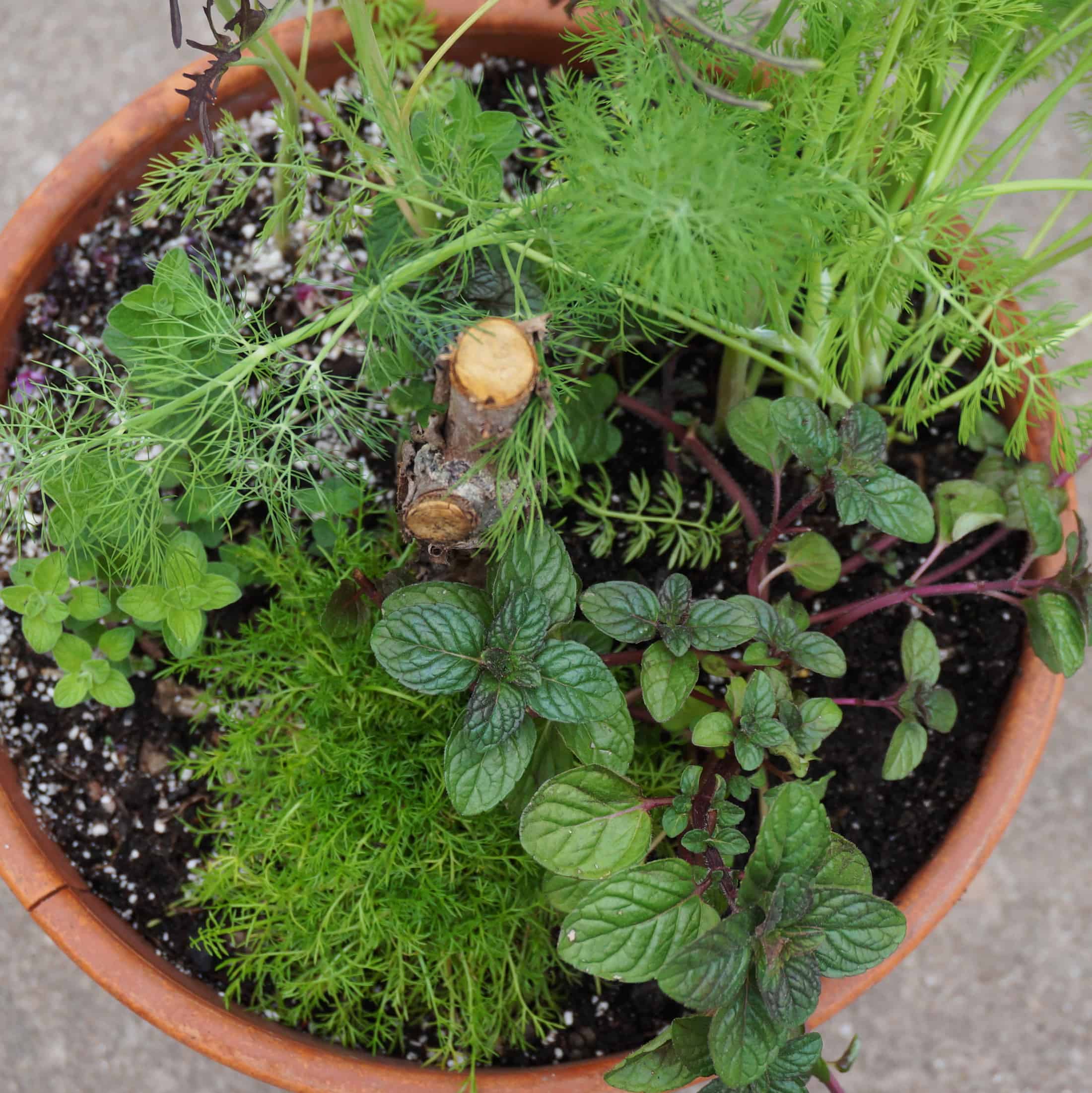 The Lord's Prevailing Planting Mint, Dill & Cumin Garden In Delight