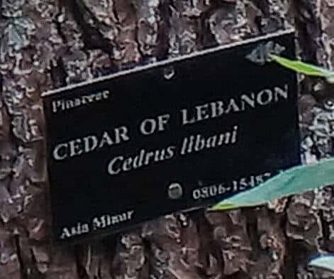 Hoyt Cedrus tree tag