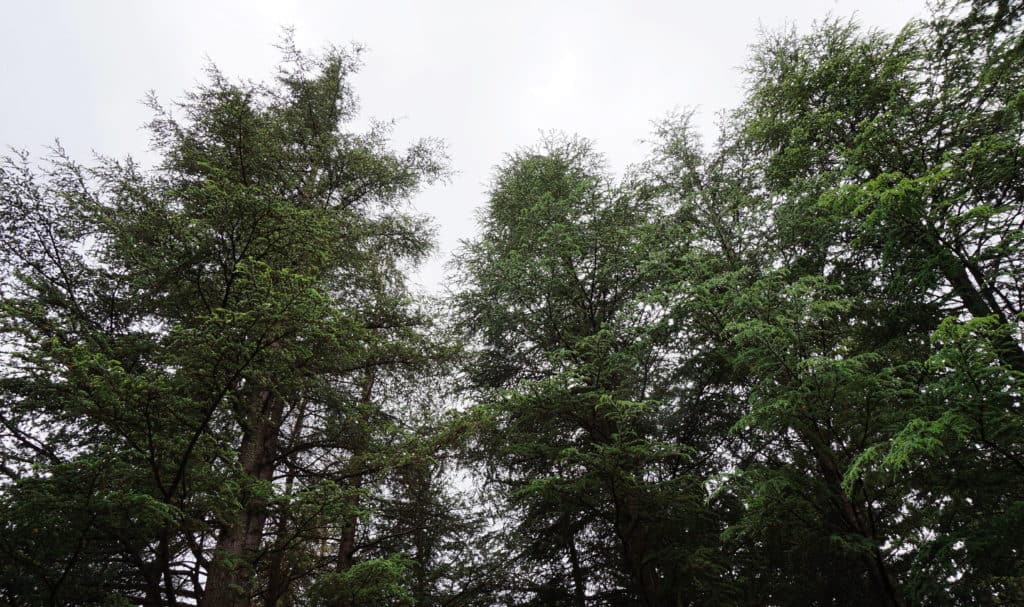 Hoyt mighty cedar of Lebanon all in a row at Hoyt Arboretum