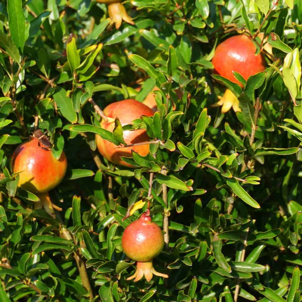 dwarf-pomegranate-fruits