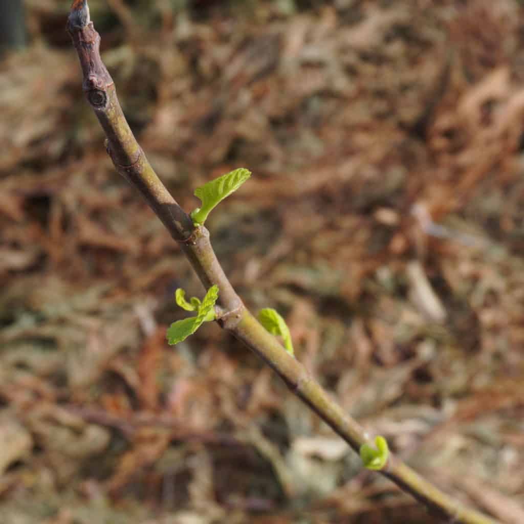 Mark 13:28 fig leaves budding on a garden tree