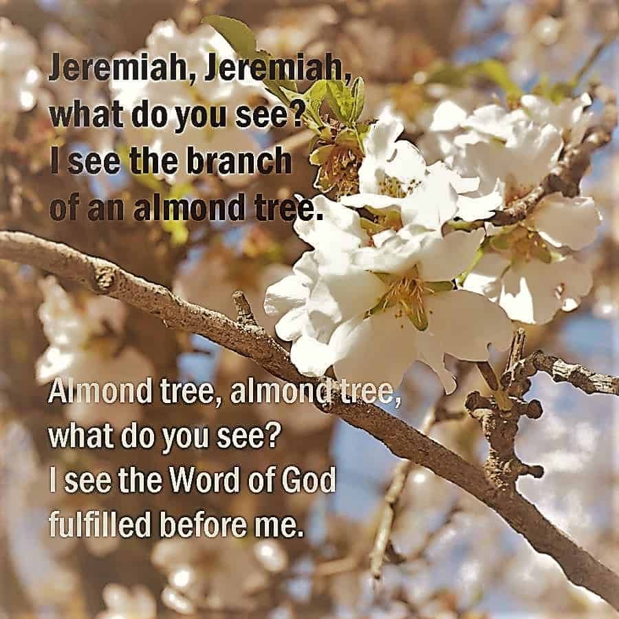 A Lenten Look at Trees Almond Garden In Delight