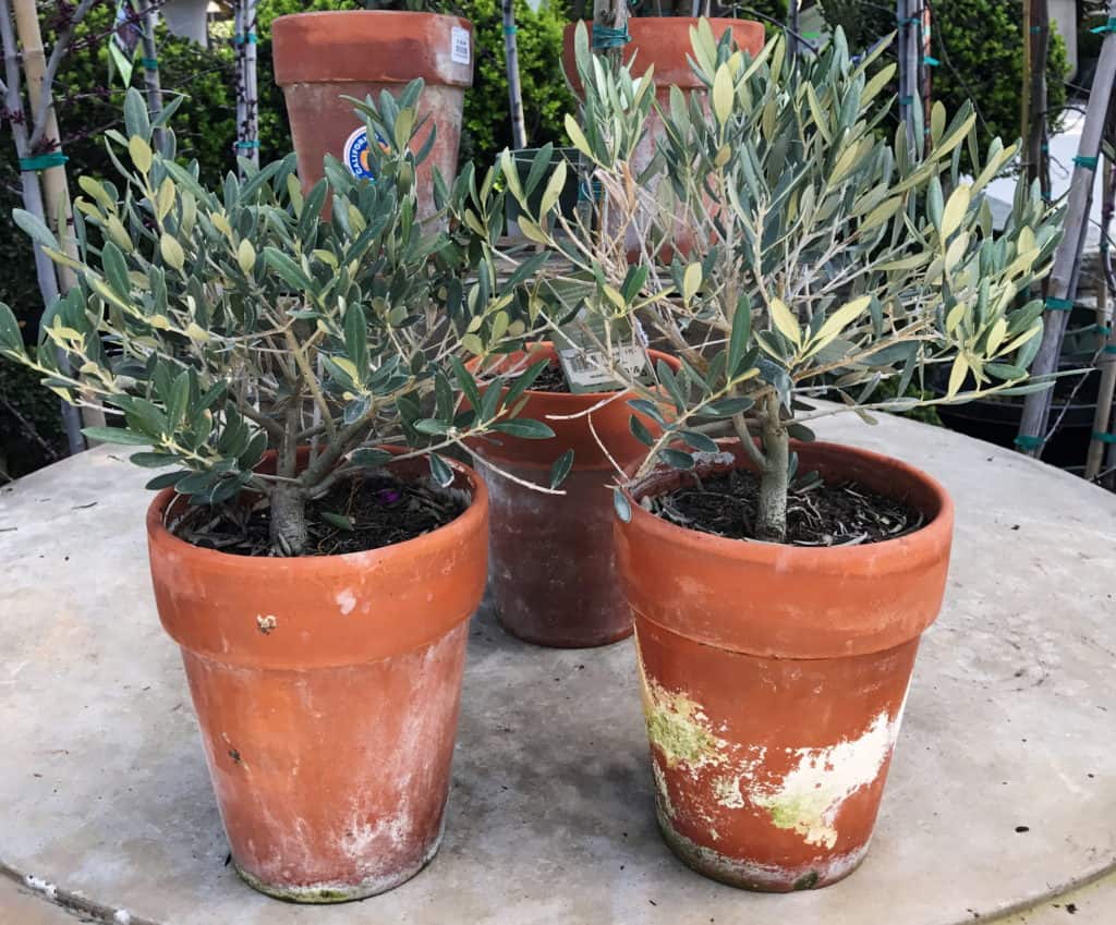 two potted olive trees at Rogers Gardens - garden glimpses of God