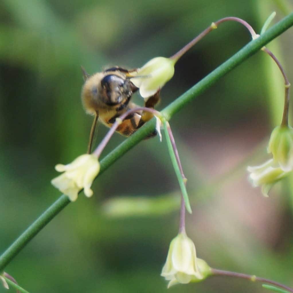 bee with dainty aspaagus flowers