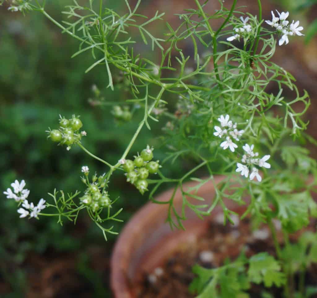 coriander flowers and seeds forming