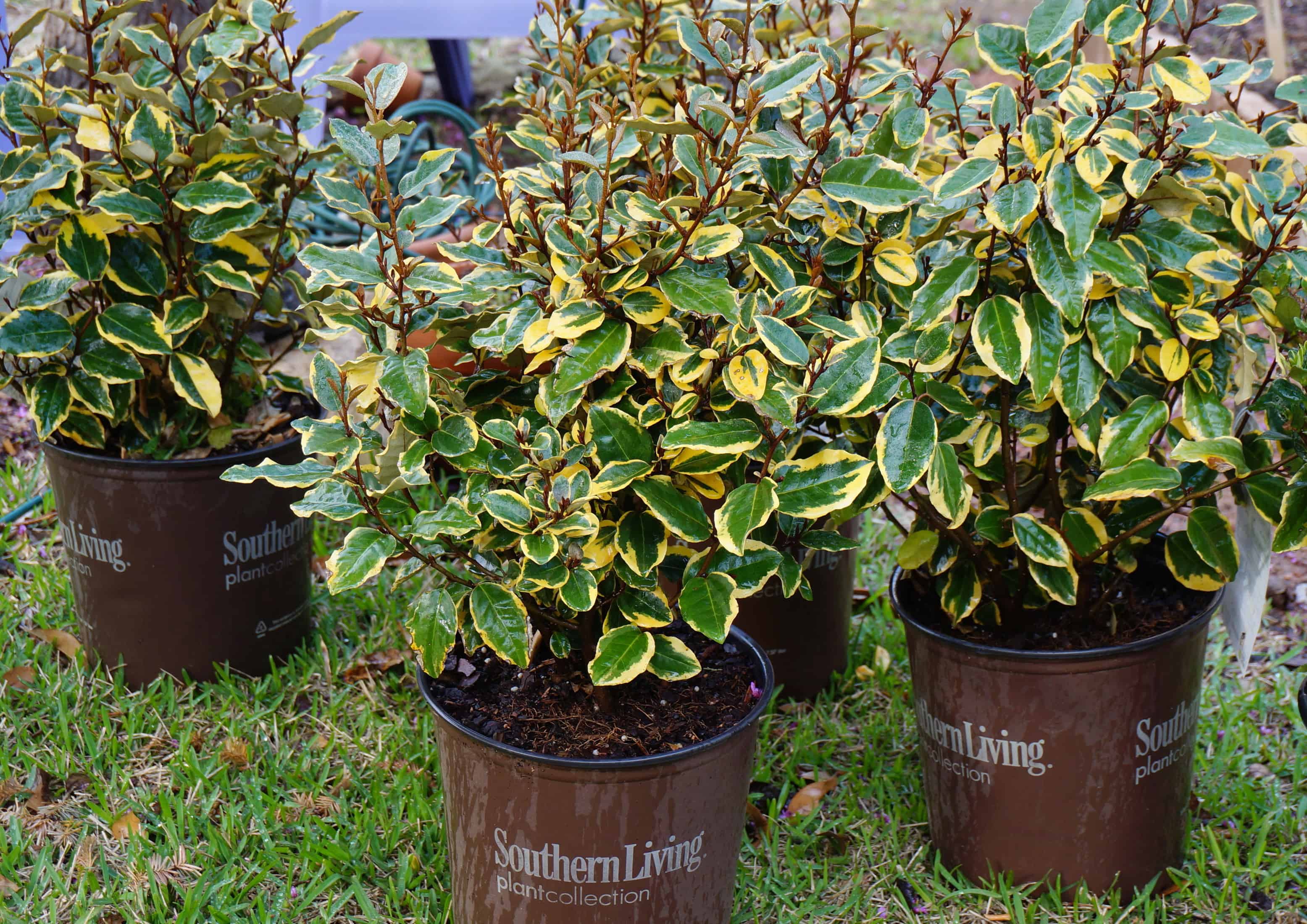 Elegant Elaeagnus Garden In Delight
