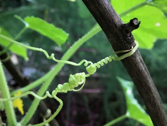 little by little cucumber tendrils stretch for climbing vines