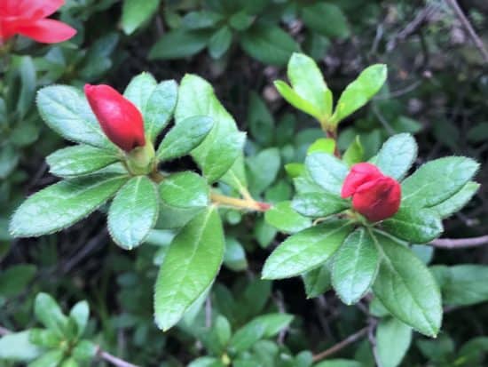 little by little deja bloom azaleas bloom again