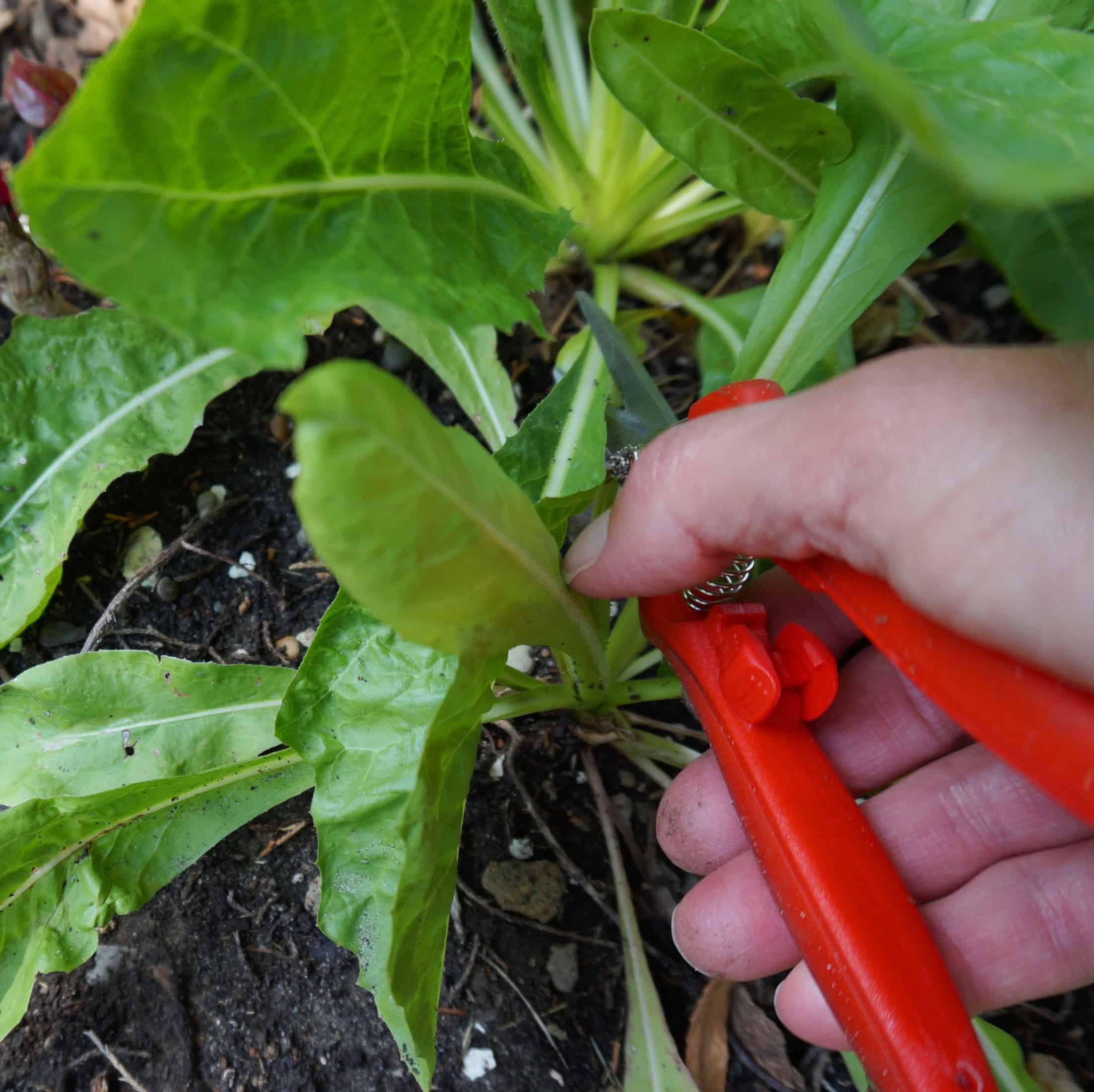 Bitter Herbs Blitz Garden In Delight