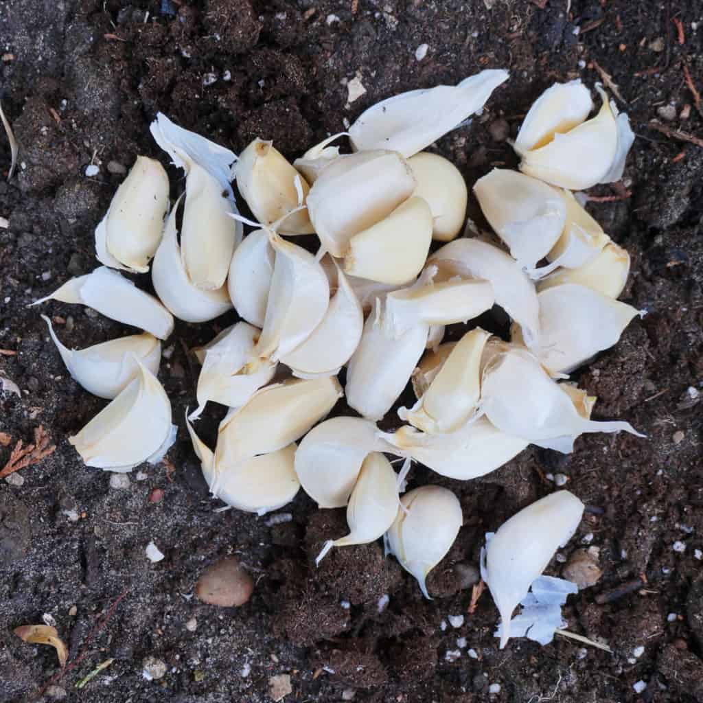 40 cloves of garlic in the garden