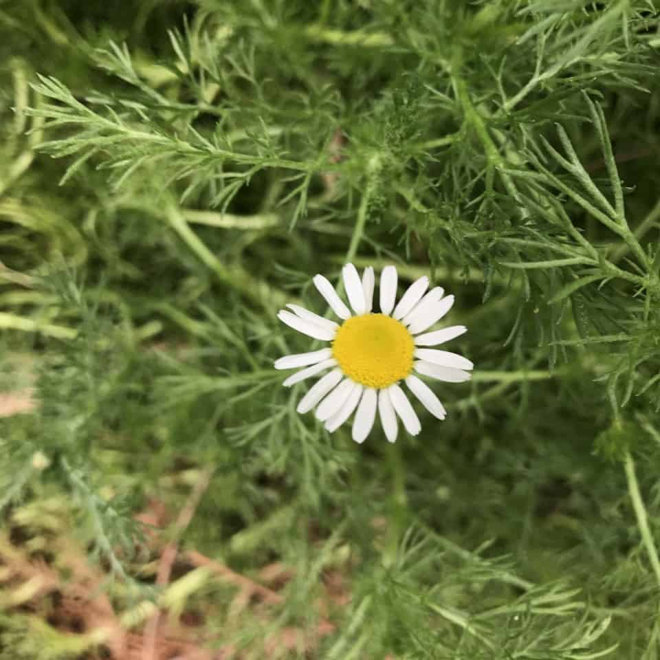 Roman chamomile flower blooms in May one of the herbs of the bible