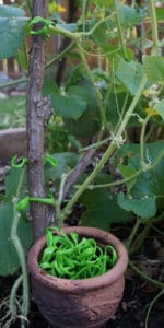 ultimate plant clips are handy tools for tying up vines