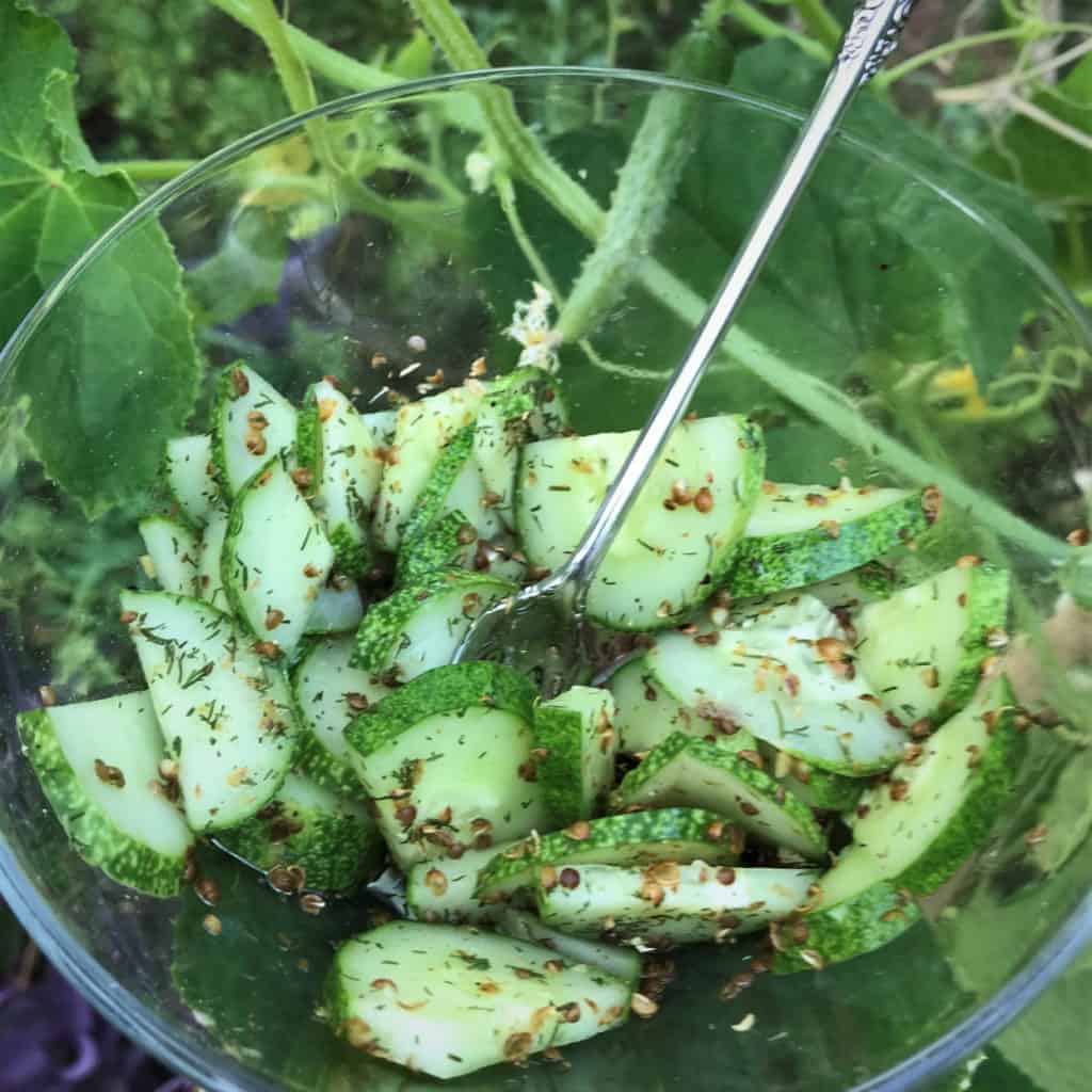 coriander cucumber salad from the garden