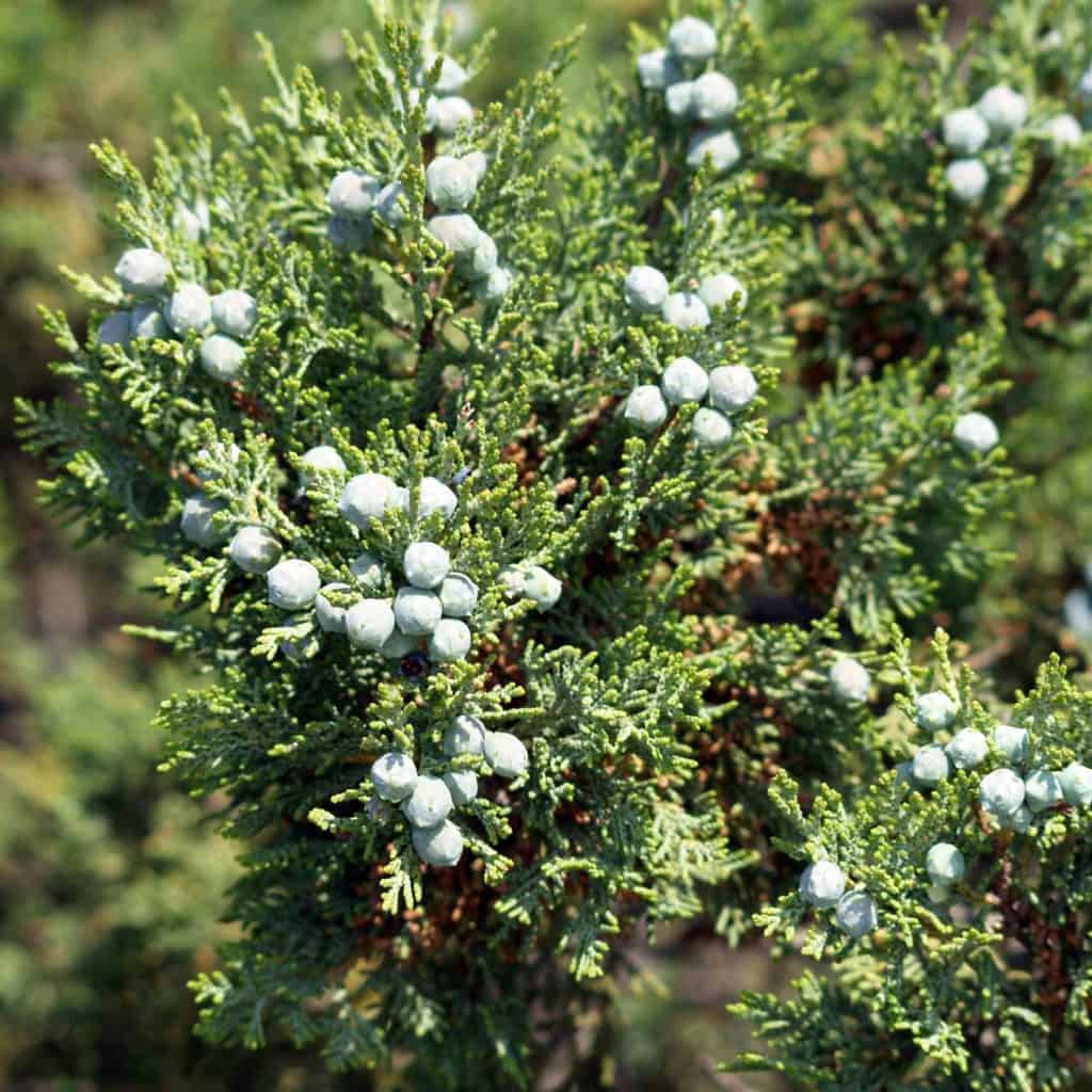 Greek juniper berries on branches